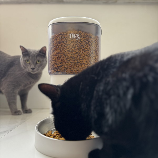 3 in 1 Automatic Cat Feeder and Water Fountain - with Camera - Tiny For Pets
