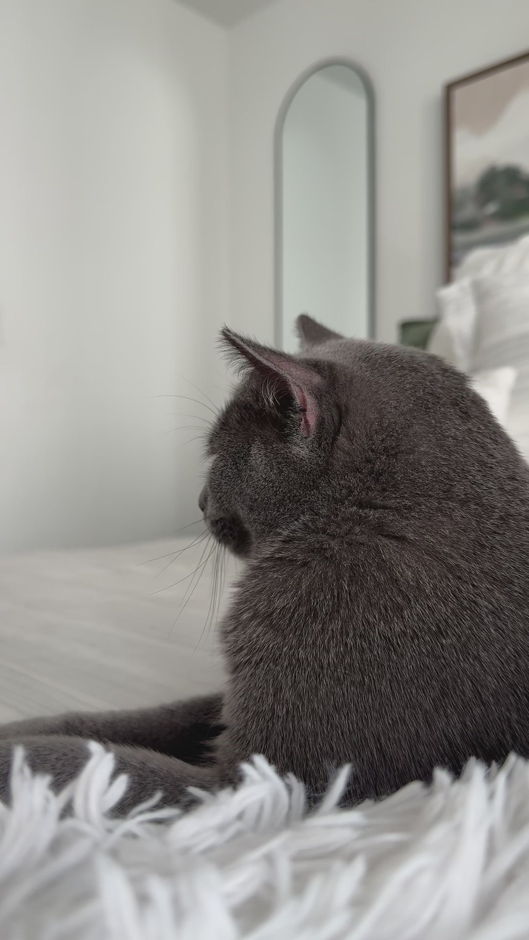 Hair Remover - TINY for Pets